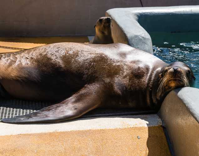California sea lion Valjean