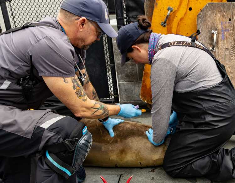 Two veterinarians collect a blood sample from an elephant seal in a rehabilitation pen.