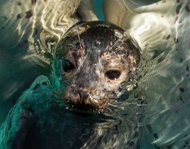 harbor seal Avi