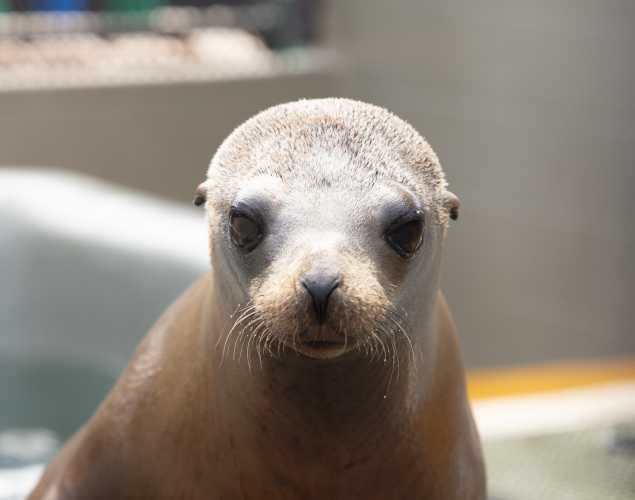 California sea lion Cleatus