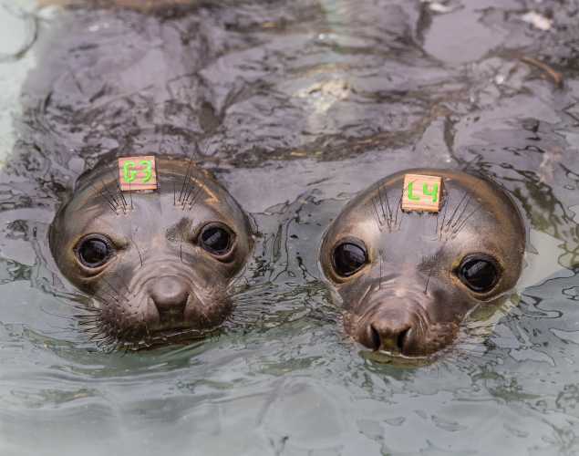 two northern elephant seals in the water