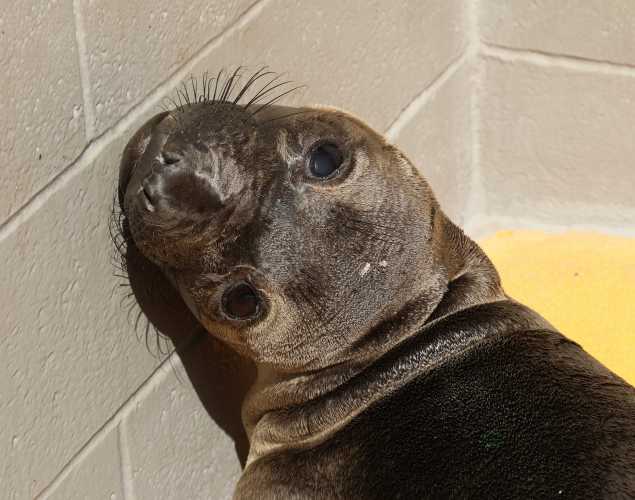northern elephant seal Beauxyeux