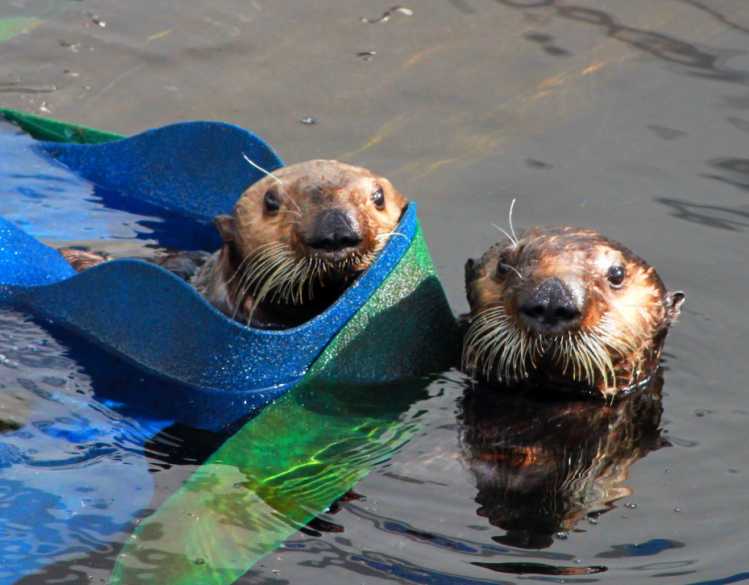 adopt a seal sea otters langley and sprout