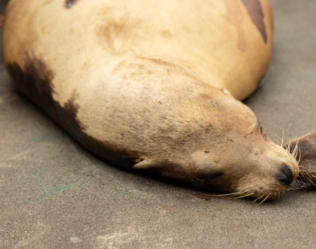 vault california sea lion