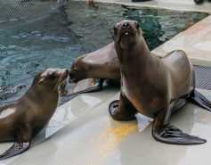 California sea lions