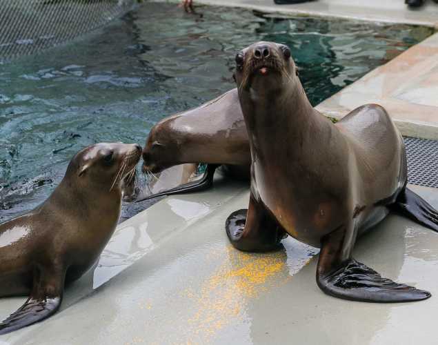 California sea lions