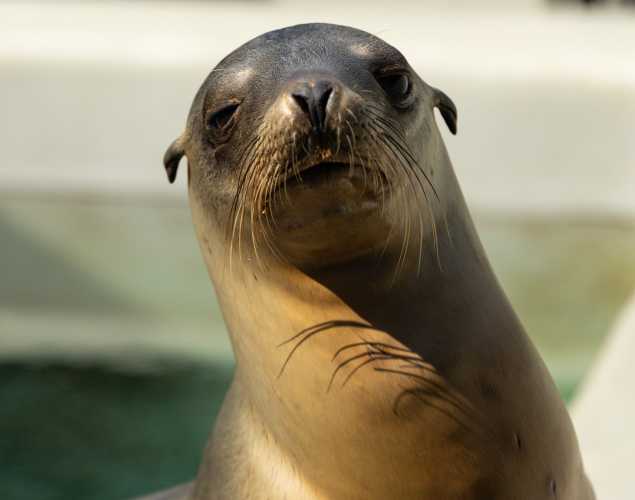 California sea lion