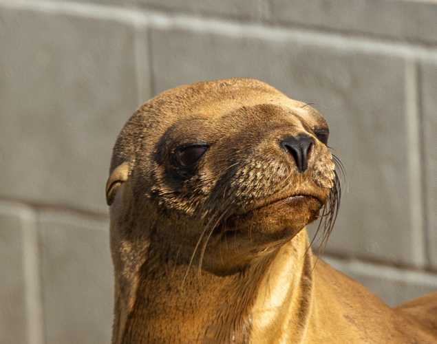California sea lion Sonora