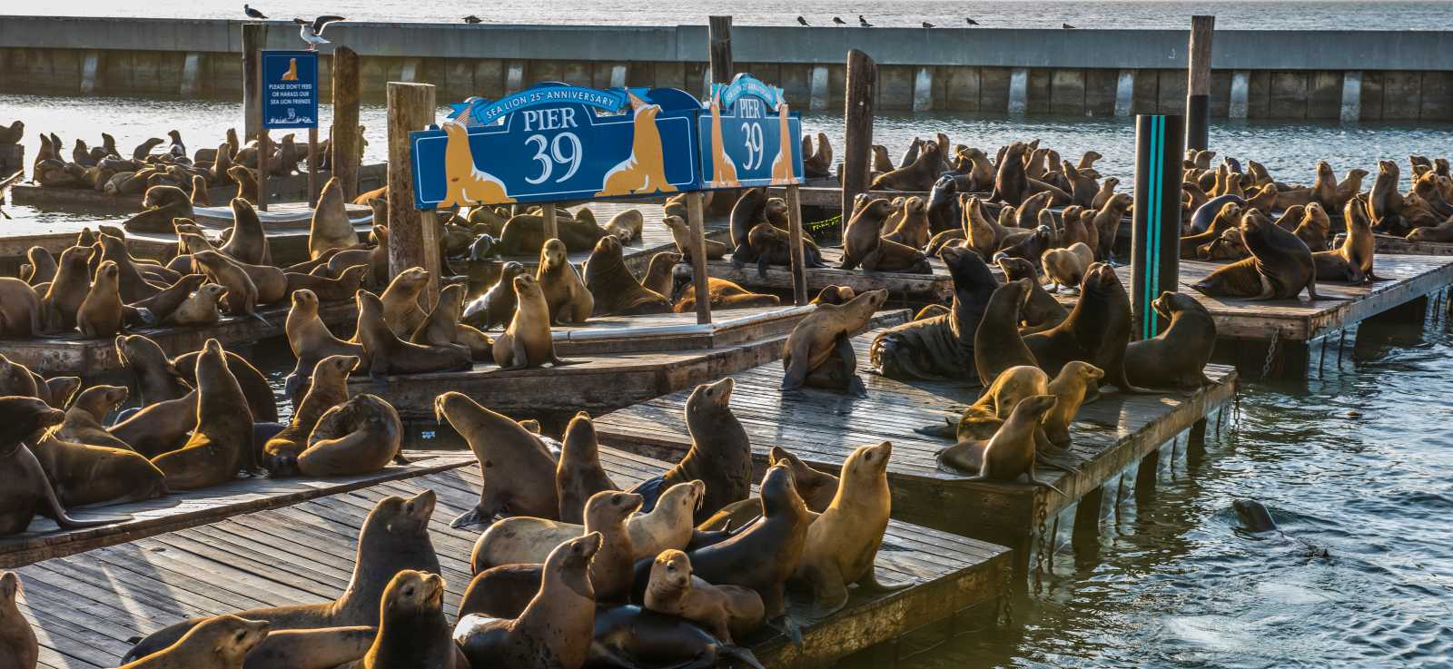 PIER 39's K-Dock filled with California sea lions
