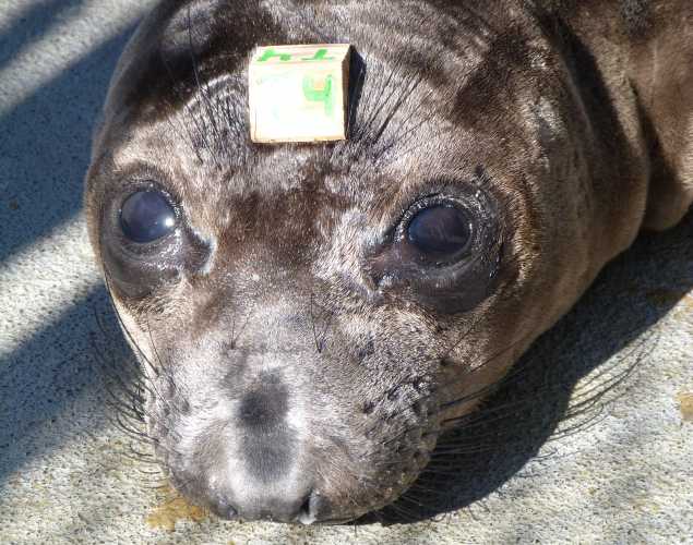 northern elephant seal Cuore