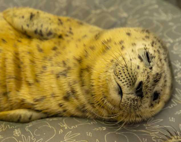 harbor seal Vincent