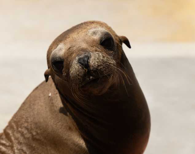 California sea lion Fronter