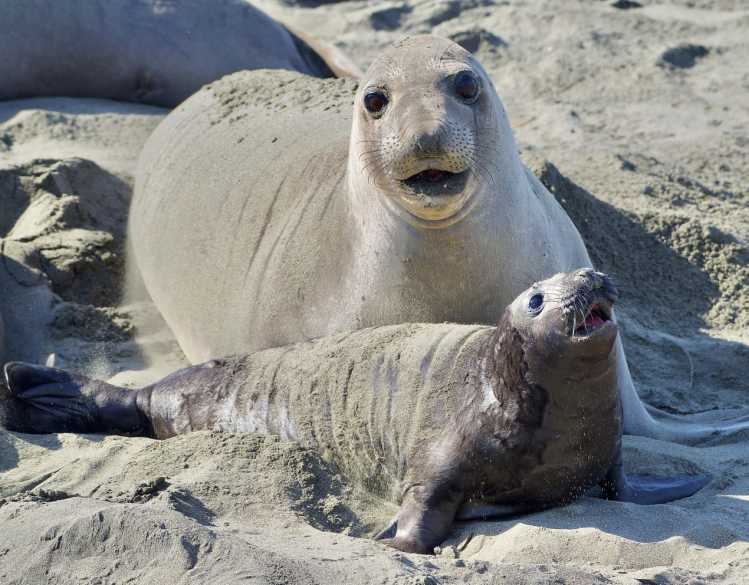 northern elephant seal mom and pup vocalizing
