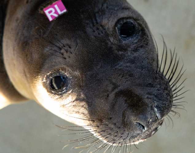 Northern elephant seal pup