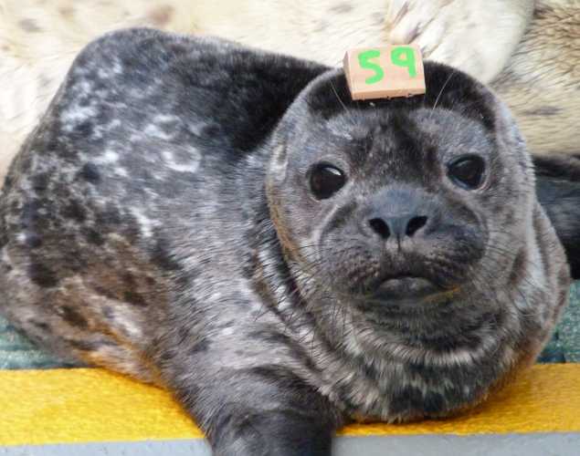 harbor seal Vavoo