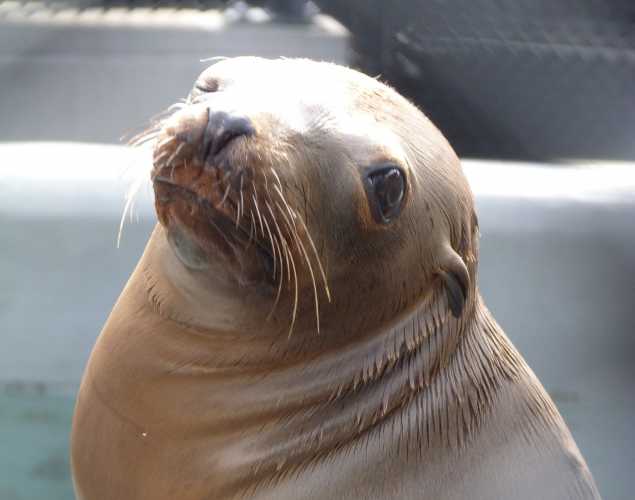 California sea lion Pierson