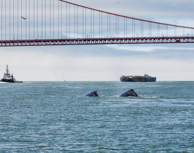 two gray whales surfacing under the Golden Gate Bridge with a tugboat and container ship in the background