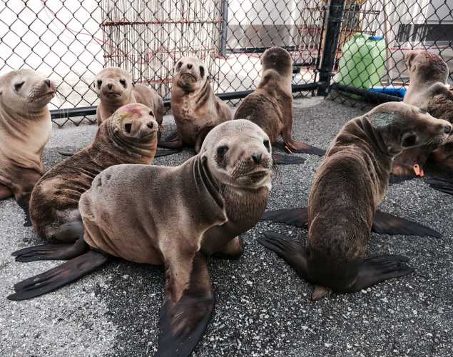 group of skinny California sea lion pups with Percevero in the front