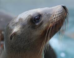 California sea lion