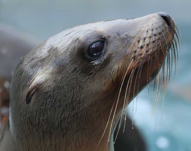 California sea lion