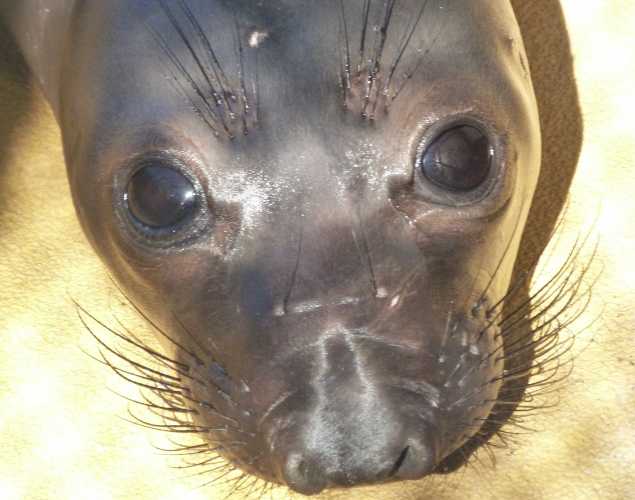 northern elephant seal Kimberly