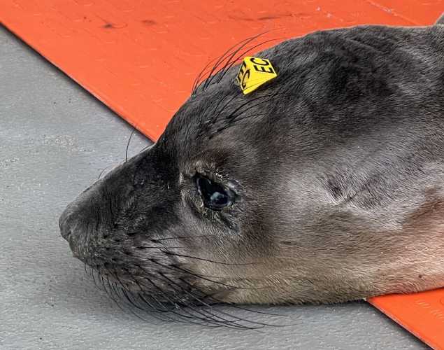 northern elephant seal Blobber