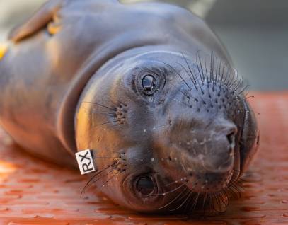 northern elephant seal Buena