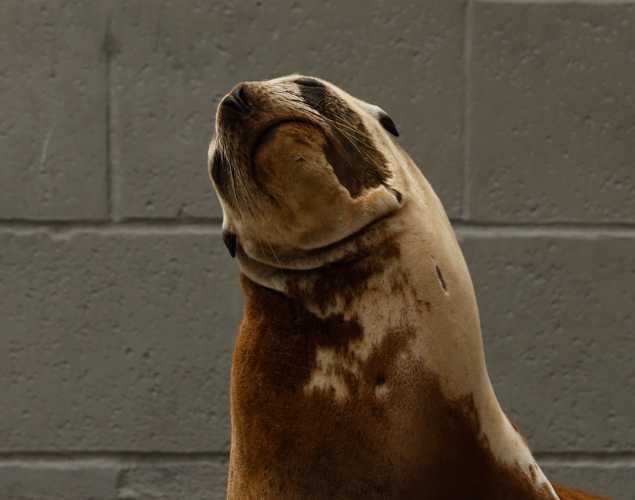 California sea lion Emilia