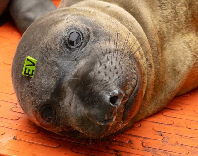 northern elephant seal Hava