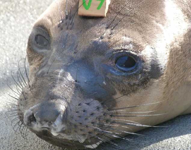northern elephant seal Artichoke