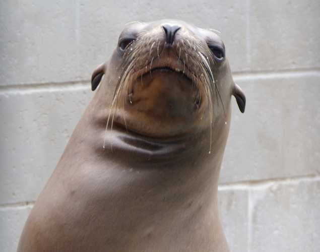 California sea lion Cadet