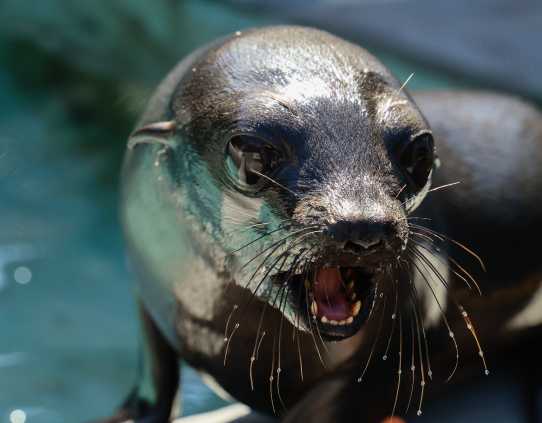 Guadalupe fur seal Snippet