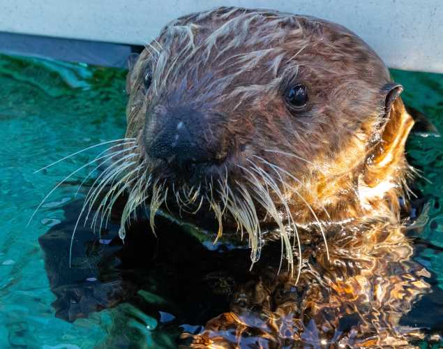 southern sea otter Toph