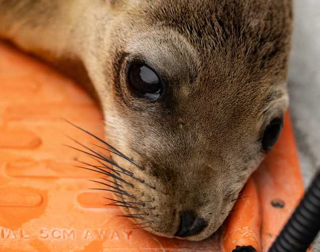 California sea lion Syrup