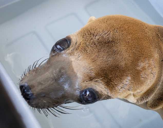 California sea lion Rigby