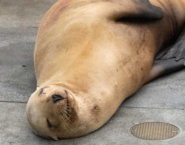 pierre california sea lion