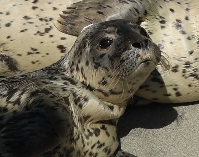 harbor seal Inspire