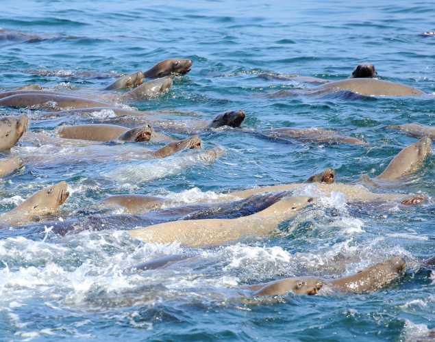 large group of sea lions in the water