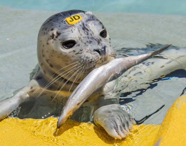 harbor seal Geranium
