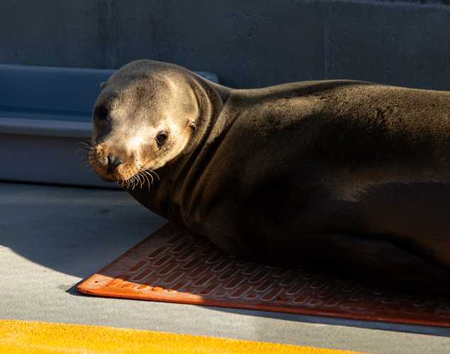 California sea lion