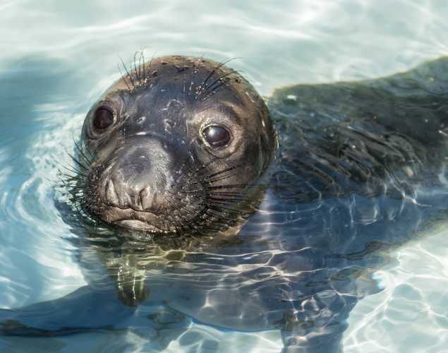 elephant seal pup Pupusa
