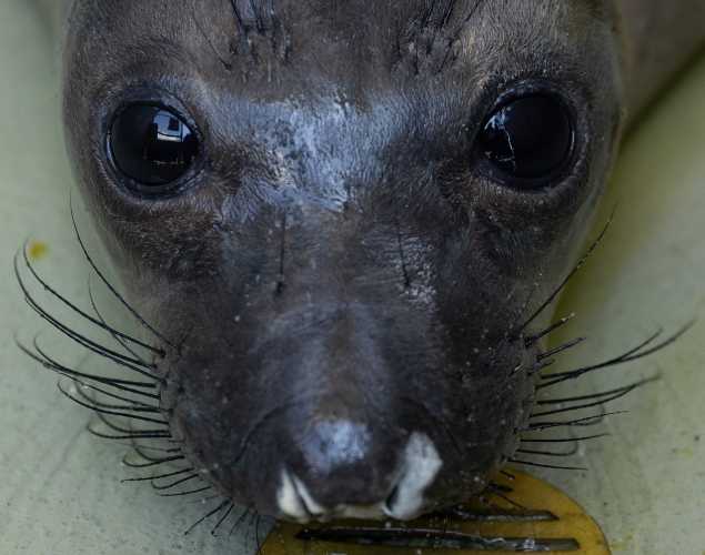 northern elephant seal Lane