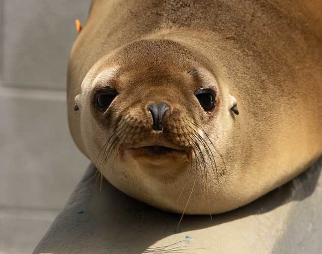 California sea lion Dibs