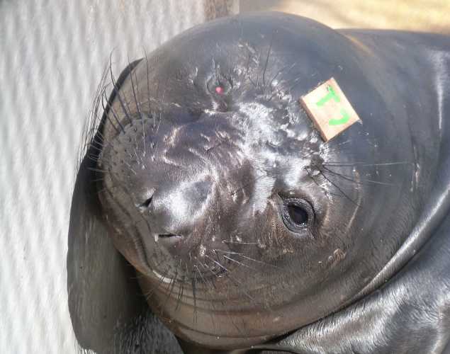 northern elephant seal Cordelia