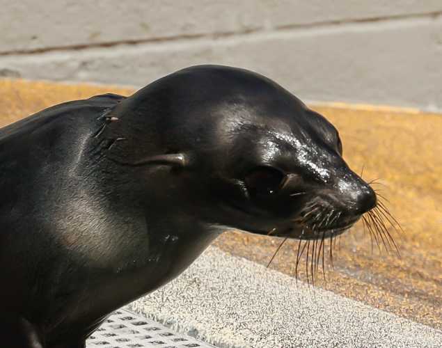 Guadalupe fur seal Sandfish