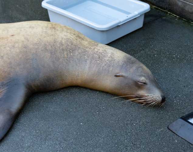 sea lion named maxine