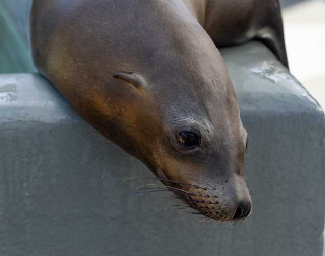 California sea lion Dodger