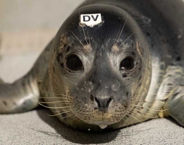 harbor seal, channels