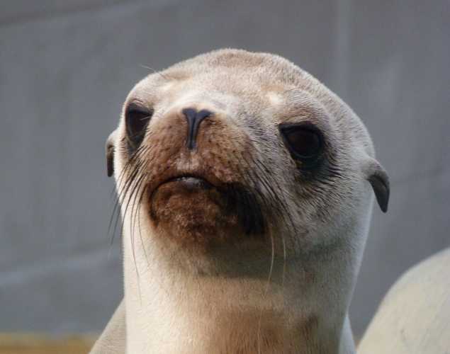 California sea lion Palmtree