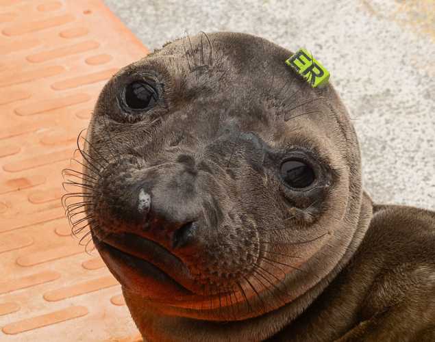 northern elephant seal Erwin